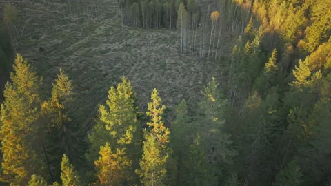 Aerial drone flight from forest to clear cut deforested field in Sweden Stock Footage 323864047