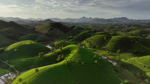 Aerial drone flight forward over Long Coc tea hill, Phu Tho province, Vietnam Stock Footage 201617259