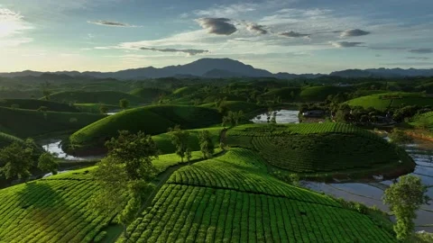 Aerial drone flight forward over Long Coc tea hill, Phu Tho province, Vietnam Stock Footage 230609797