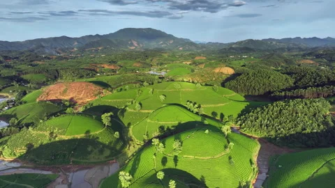 Aerial drone flight forward over Long Coc tea hill, Phu Tho, Vietnam Stock Footage 248780771