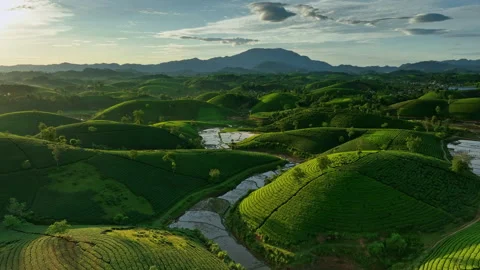 Aerial drone flight forward over Long Coc tea hill, Phu Tho, Vietnam Stock Footage 272982191
