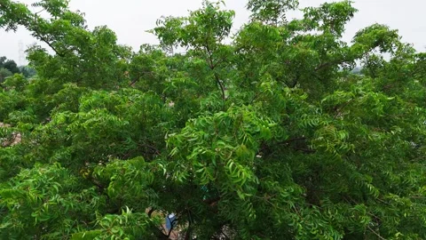 Aerial Drone Flight Forward Over Lush Neem Tree Canopy and Green Landscape Stock Footage 346495033
