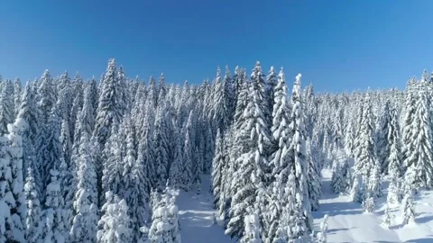 Aerial drone flight forward through a snowy pine tree forest Vidéo 348085976