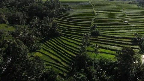 Aerial Drone Flight go up View in rice field on Jatiluwih Rice Terraces, Bali Stock Footage 128238007