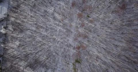 Aerial drone flight low over forest in Oakville Ontario Canada during Winter. 스톡 동영상 83734438