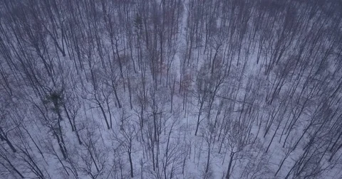 Aerial drone flight low over forest in Oakville Ontario Canada during Winter. Vidéo 83734999