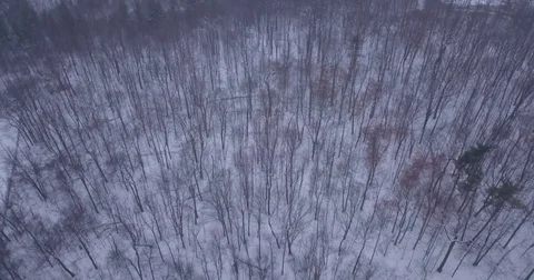 Aerial drone flight low over forest in Oakville Ontario Canada during Winter. Video stock 83735877