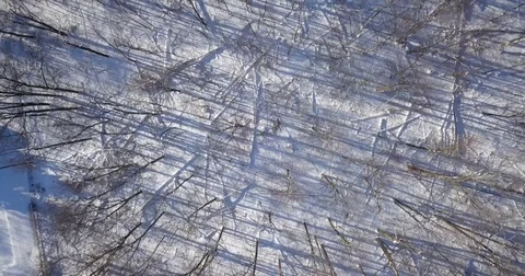 Aerial drone flight low over a forest during Winter. Stock-Footage 83763864