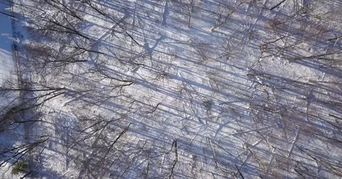Aerial drone flight low over a forest during Winter. Stock-Footage 83763906