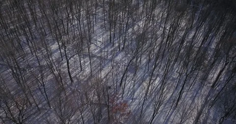 Aerial drone flight low over a forest during Winter. Stock-Footage 83764909