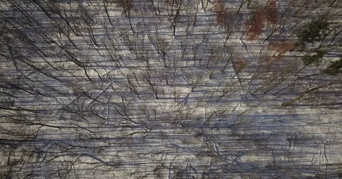 Aerial drone flight low over forest during Winter covered in snow. Vidéo 83793529
