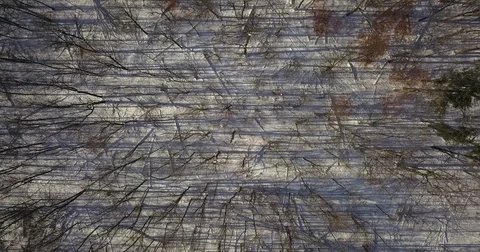 Aerial drone flight low over forest during Winter covered in snow. Stock-Footage 83793965
