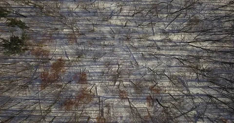 Aerial drone flight low over forest during Winter covered in snow. Vidéo 83793980