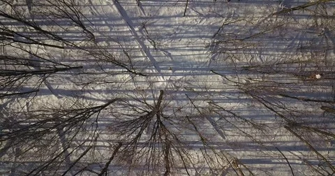 Aerial drone flight low over forest during Winter covered in snow. Stock-Footage 83794028