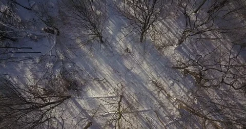 Aerial drone flight low over forest during Winter covered in snow. Stock-Footage 83795185