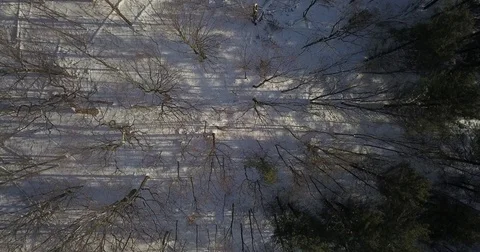 Aerial drone flight low over forest during Winter covered in snow. Stock Footage 83795200