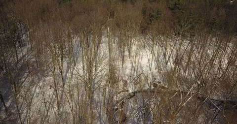 Aerial drone flight low over forest during Winter covered in snow. 스톡 동영상 83795438