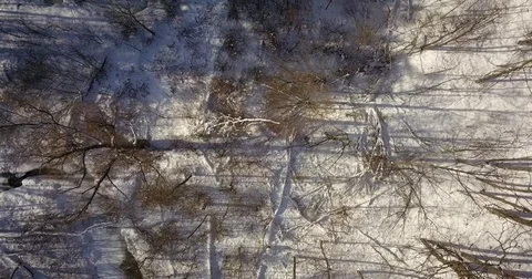 Aerial drone flight low over forest during Winter covered in snow. 스톡 동영상 83795574