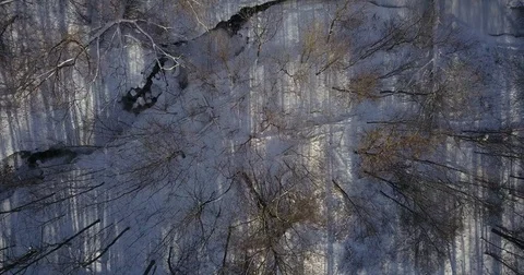 Aerial drone flight low over forest during Winter covered in snow. 스톡 동영상 83795582