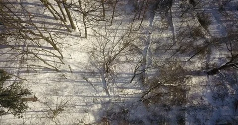 Aerial drone flight low over forest during Winter covered in snow. Видео 83795635