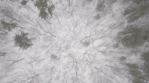 Aerial drone flight low over forest during a winter snow storm. Stock Footage 101971437