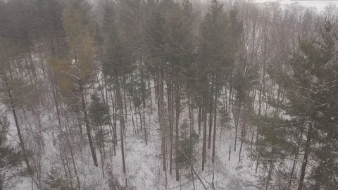 Aerial drone flight low over forest during a winter snow storm. Stock Footage 101972385