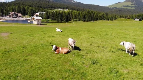 Aerial drone flight over an alpine meadow with cows Stock Footage 112332646