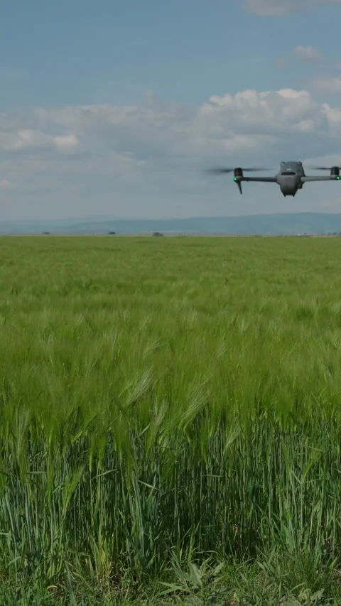Aerial drone flight over barley field, rapid backward movement and hover Stock Footage 337119933