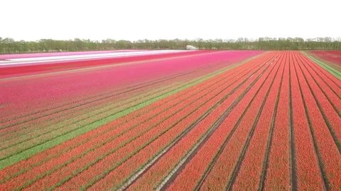 Aerial drone flight over blooming and budding tulip rows Stock Footage 337897468