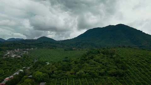 Aerial Drone Flight Over Coffee Plantations In El Salvador Stock Footage 146822004