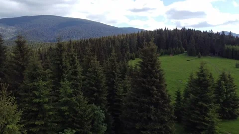 Aerial drone flight over coniferous forest and green mountain meadows Stock Footage 337048767