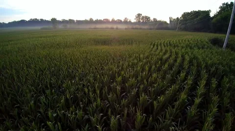 Aerial drone flight over a corn maize field in the early morning Stock Footage 65298055