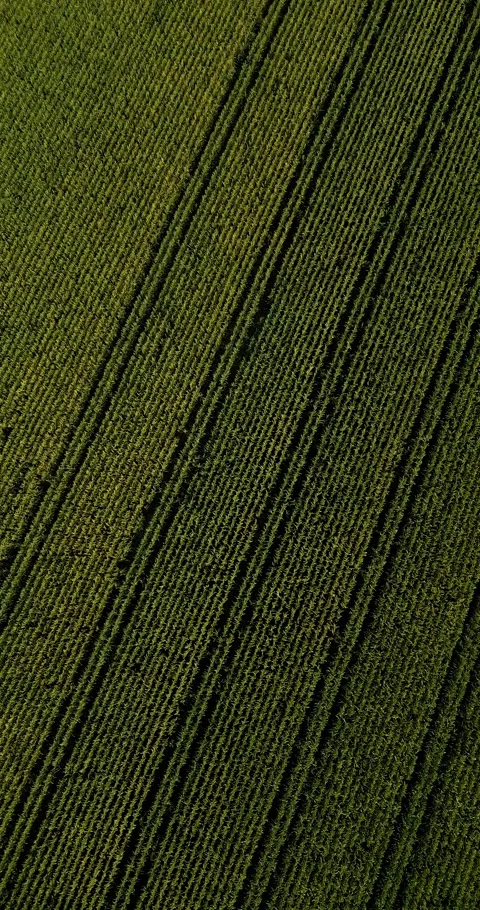 Aerial drone flight over a corn field with a great pattern Stock Footage 253033811