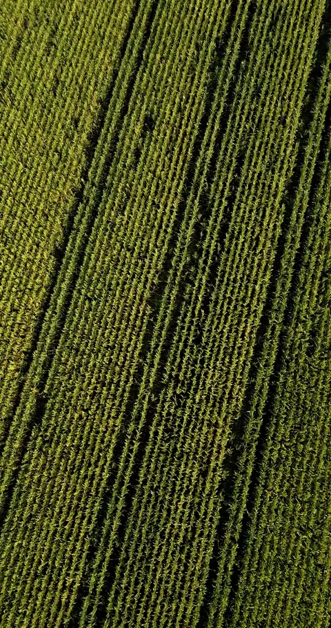 Aerial drone flight over a corn field with a great pattern Stock Footage 253033946