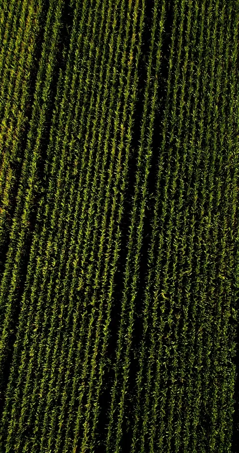 Aerial drone flight over a corn field with a great pattern Stock Footage 253034418