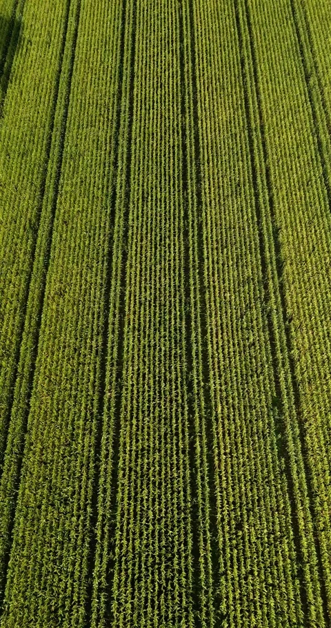 Aerial drone flight over a corn field with a great pattern Stock Footage 253034603