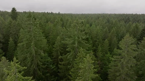 Aerial drone flight over dense forest canopy Stock Footage 263266242