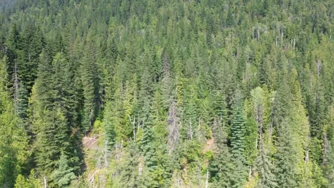 Aerial Drone Flight Over a Dense Pine Forest Stock Footage 318817815