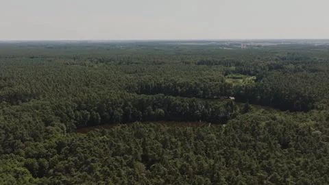 Aerial Drone Flight Over Dense Forest Canopy Stock Footage 324961919