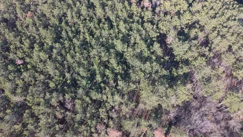 Aerial drone flight over dense green forest canopy natural landscape Stock Footage 328006182