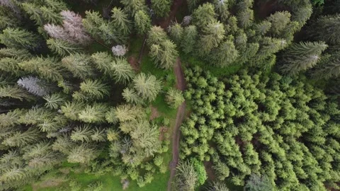 Aerial drone flight over dense forest in Carpathian mountains, top view Stock Footage 337048754