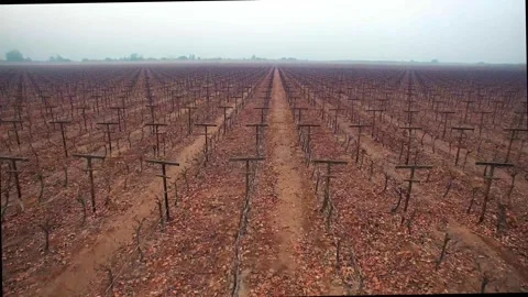 Aerial Drone Flight Over Dormant Vineyard in Winter or Late Autumn 스톡 동영상 332802802