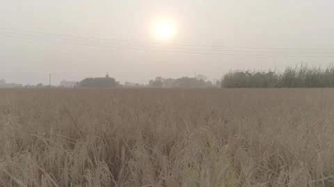 Aerial drone flight over a dry agricultural field at sunset. Stock-Footage 330155820