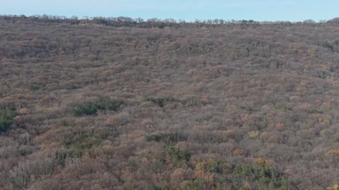 Aerial Drone Flight Over Endless Forest Canopy in Late Autumn Stock Footage 324889819