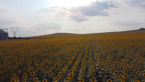 Aerial Drone Flight Over Endless Field of Blooming Yellow Sunflowers Stock Footage 328639872