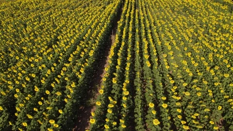 Aerial drone flight over an endless blooming sunflower field Видео 342560483