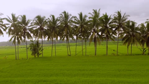 Aerial drone flight over evening at rice terraces, Bali, Indonesia, 4k Stock Footage 138792385