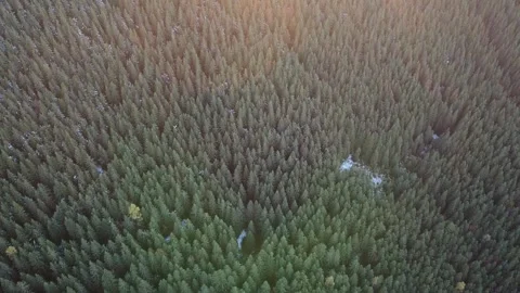 Aerial drone flight over evergreen forest at golden sunset Stock Footage 339649246