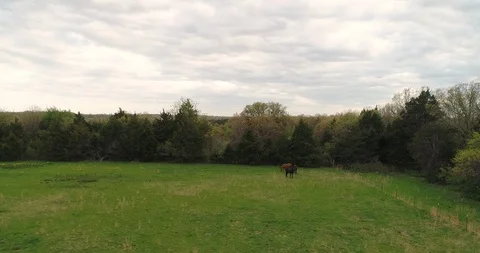 Aerial drone flight over field and horses Stock Footage 106952790