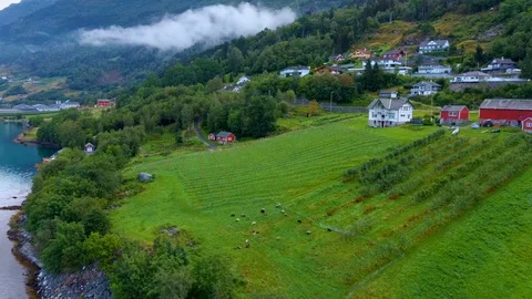 Aerial drone flight over a flock of sheep that graze on a farm in Norway Stock Footage 129831415